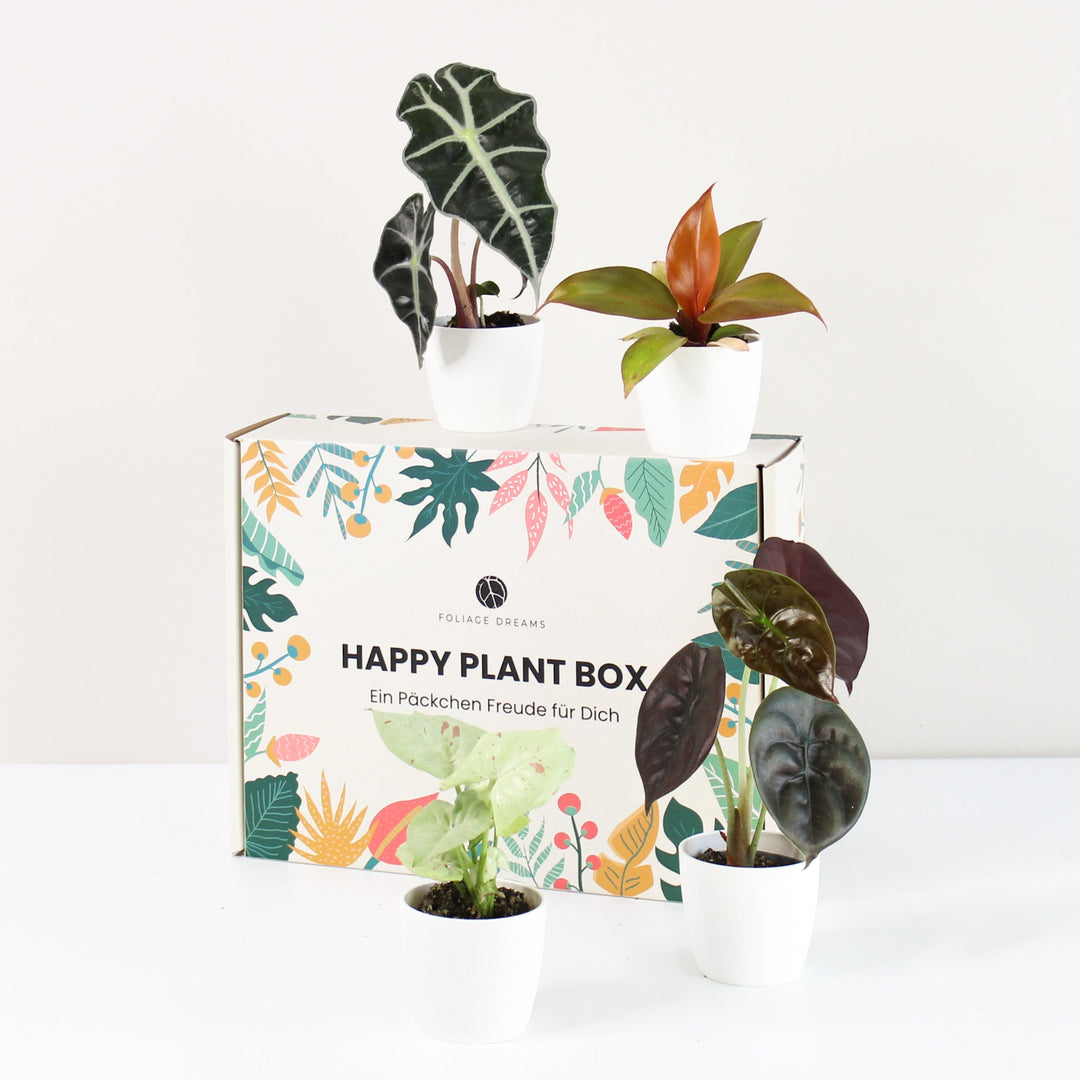 Happy Plant Box - Tropic Vibes - Geschenk Foliage Dreams