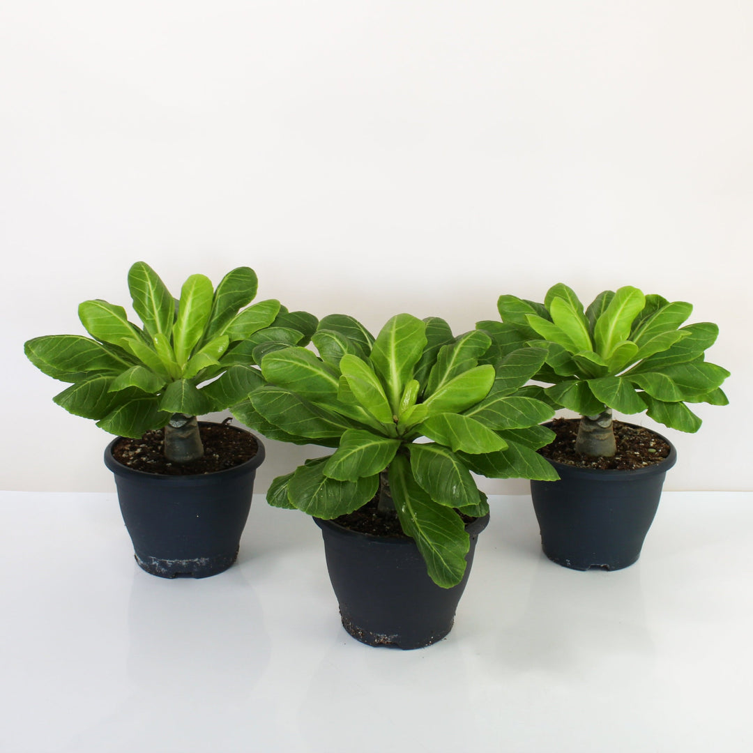 Hawaii Palme (Birghamia insignis) Foliage Dreams