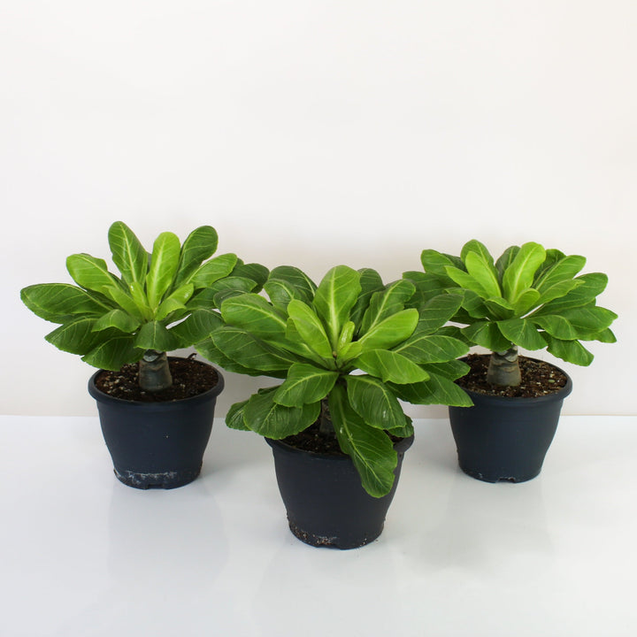 Hawaii Palme (Birghamia insignis) Foliage Dreams