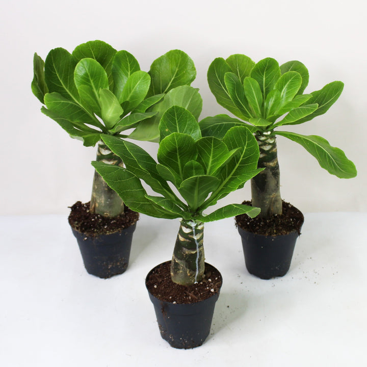 Hawaii Palme (Birghamia insignis) Foliage Dreams