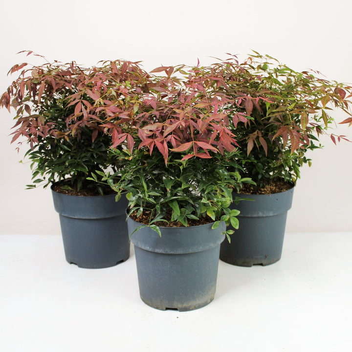 Heiliger Bambus - Nandina domestica Foliage Dreams