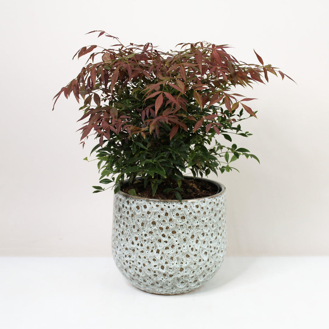 Heiliger Bambus - Nandina domestica Foliage Dreams
