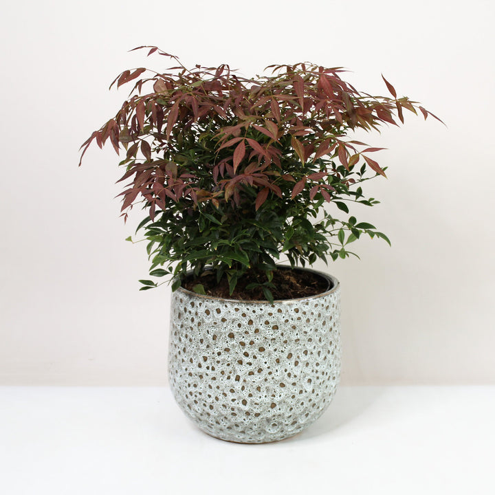 Heiliger Bambus - Nandina domestica Foliage Dreams