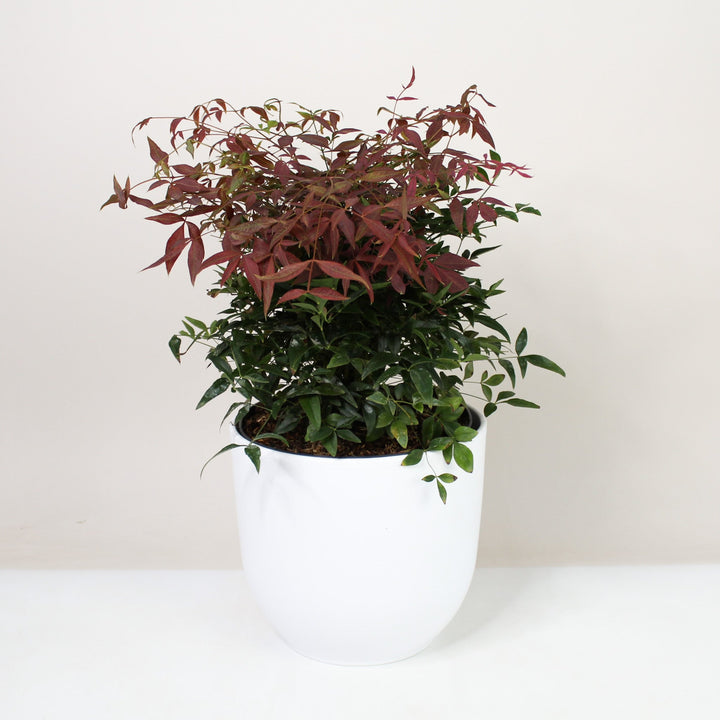 Heiliger Bambus - Nandina domestica Foliage Dreams