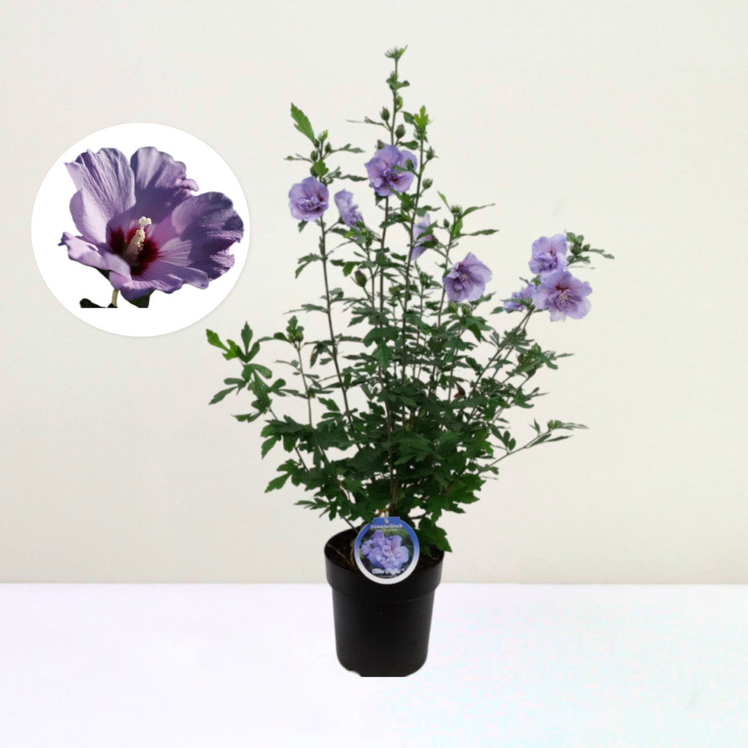 Hibiscus syr. 'Blue Chiffon' Foliage Dreams