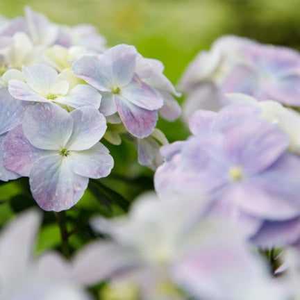 Hydrangea hybrid French Bolero® Blau Foliage Dreams