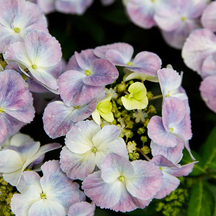Hydrangea hybrid French Bolero® Blau Foliage Dreams
