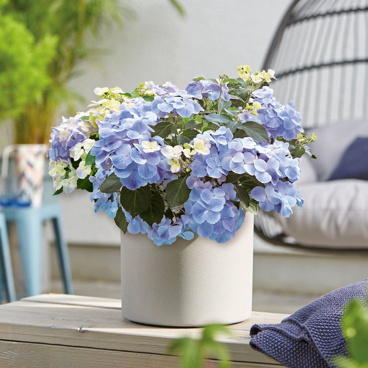 Hydrangea hybrid French Bolero® Blau Foliage Dreams