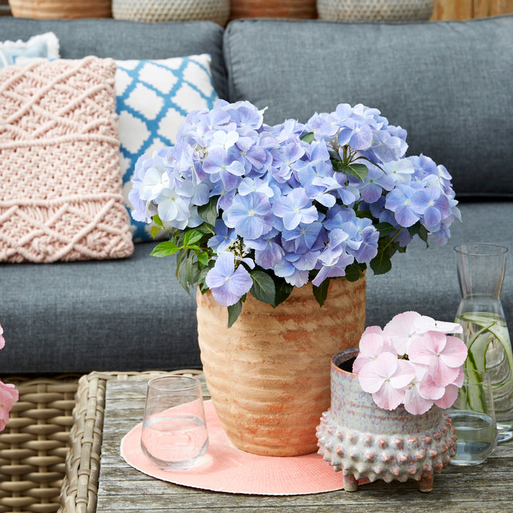 Hydrangea hybrid French Bolero® Blau Foliage Dreams