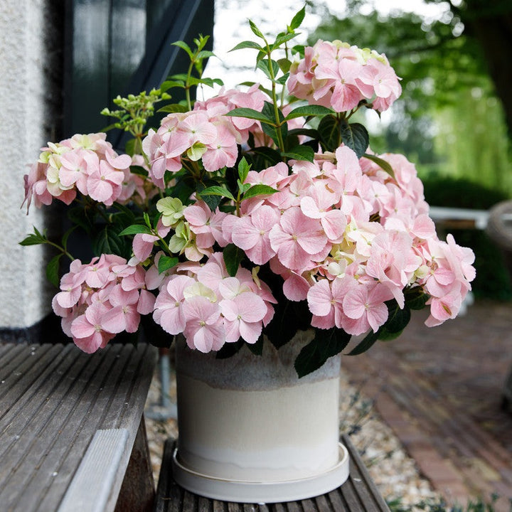 Hydrangea hybrid French Bolero® Pink Foliage Dreams