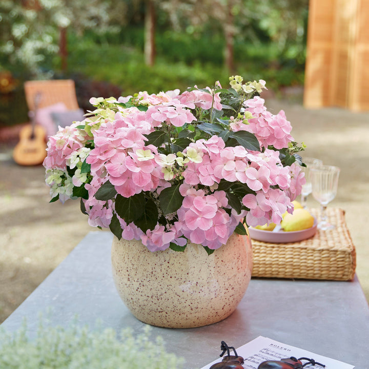 Hydrangea hybrid French Bolero® Pink Foliage Dreams