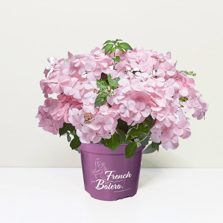 Hydrangea hybrid French Bolero® Pink Foliage Dreams