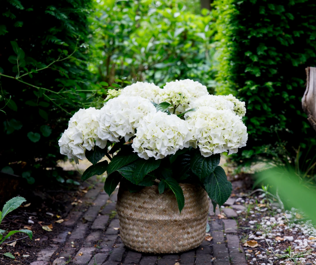 Hydrangea macrophylla Forever&Ever® Weiß Foliage Dreams