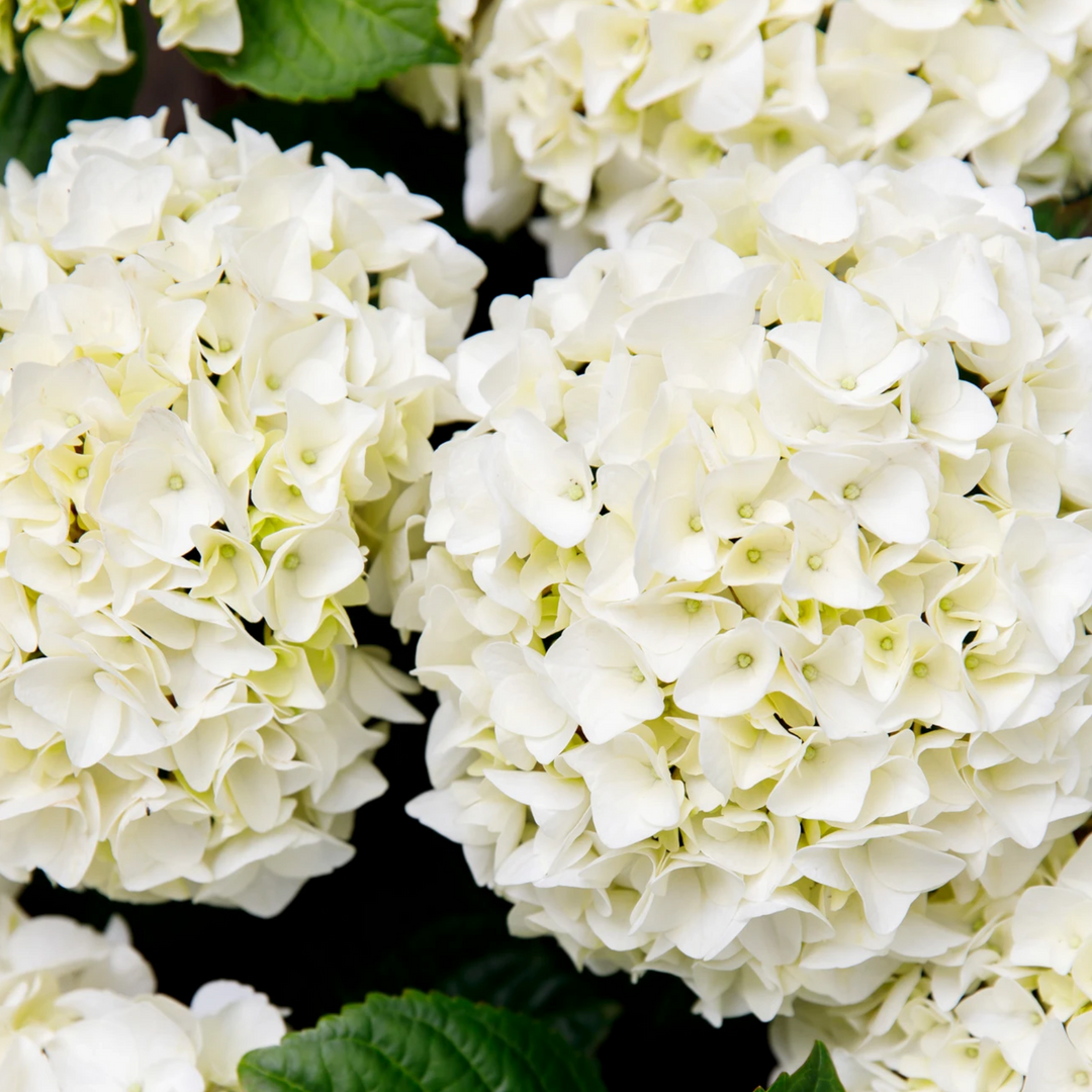Hydrangea macrophylla Forever&Ever® Weiß Foliage Dreams