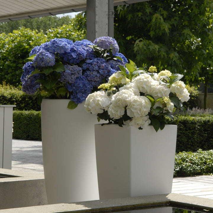 Hydrangea macrophylla Forever&Ever® Weiß Foliage Dreams