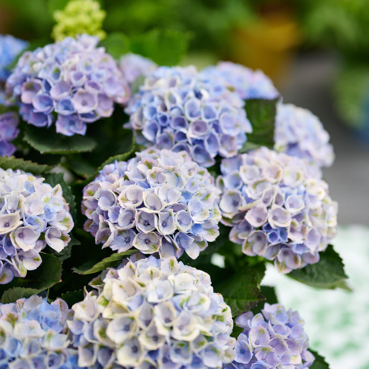 Hydrangea macrophylla Revolution® blau Foliage Dreams