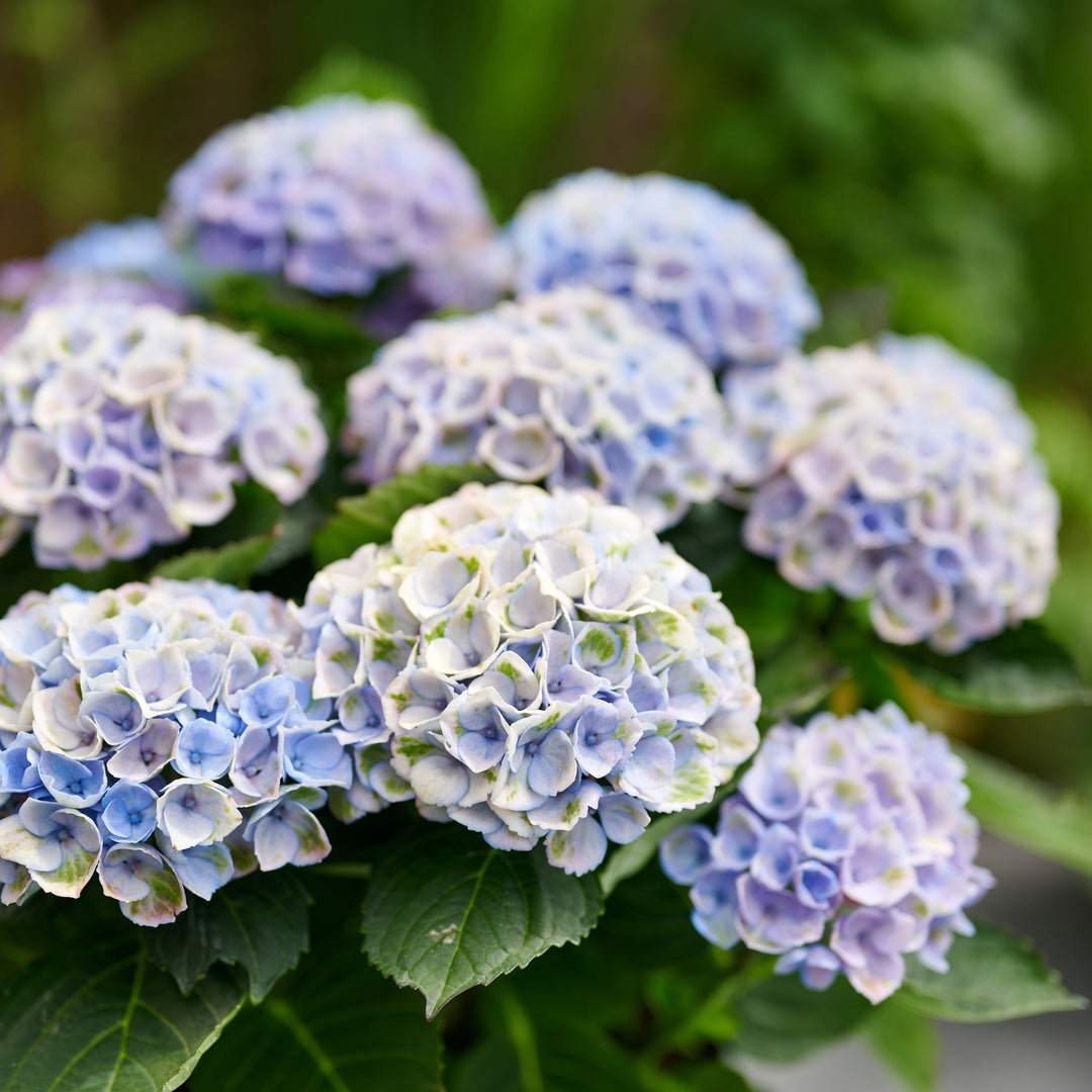 Hydrangea macrophylla Revolution® blau Foliage Dreams