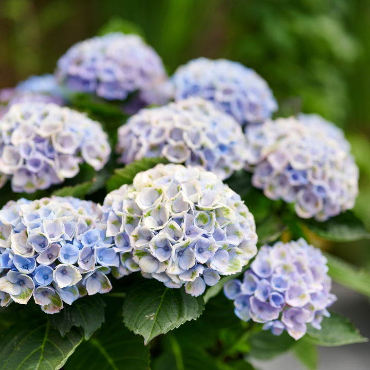 Hydrangea macrophylla Revolution® blau Foliage Dreams