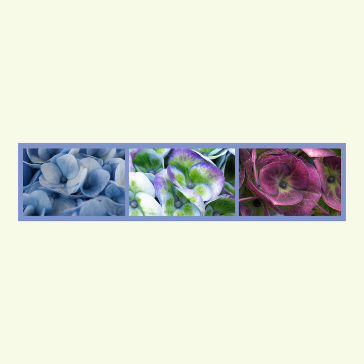 Hydrangea macrophylla Revolution® Blau Foliage Dreams