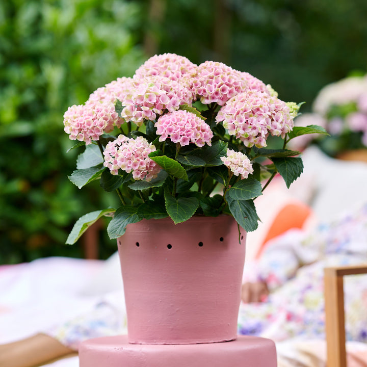 Hydrangea macrophylla Revolution® Pink Foliage Dreams
