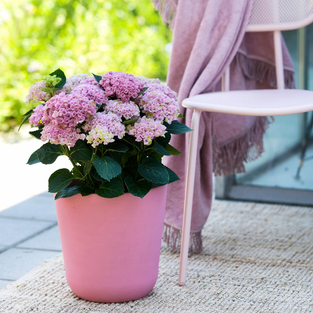 Hydrangea macrophylla Revolution® Pink Foliage Dreams