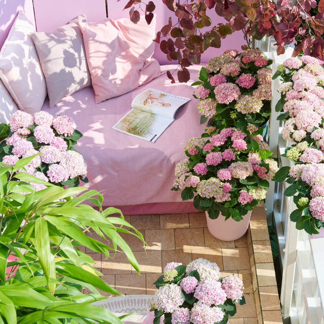Hydrangea macrophylla Revolution® Pink Foliage Dreams