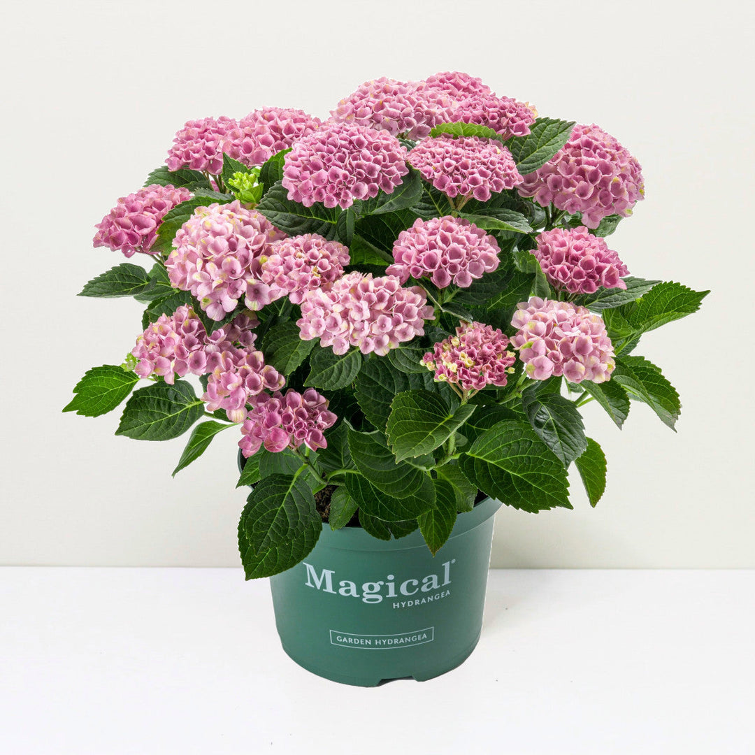 Hydrangea macrophylla Revolution® Pink Foliage Dreams