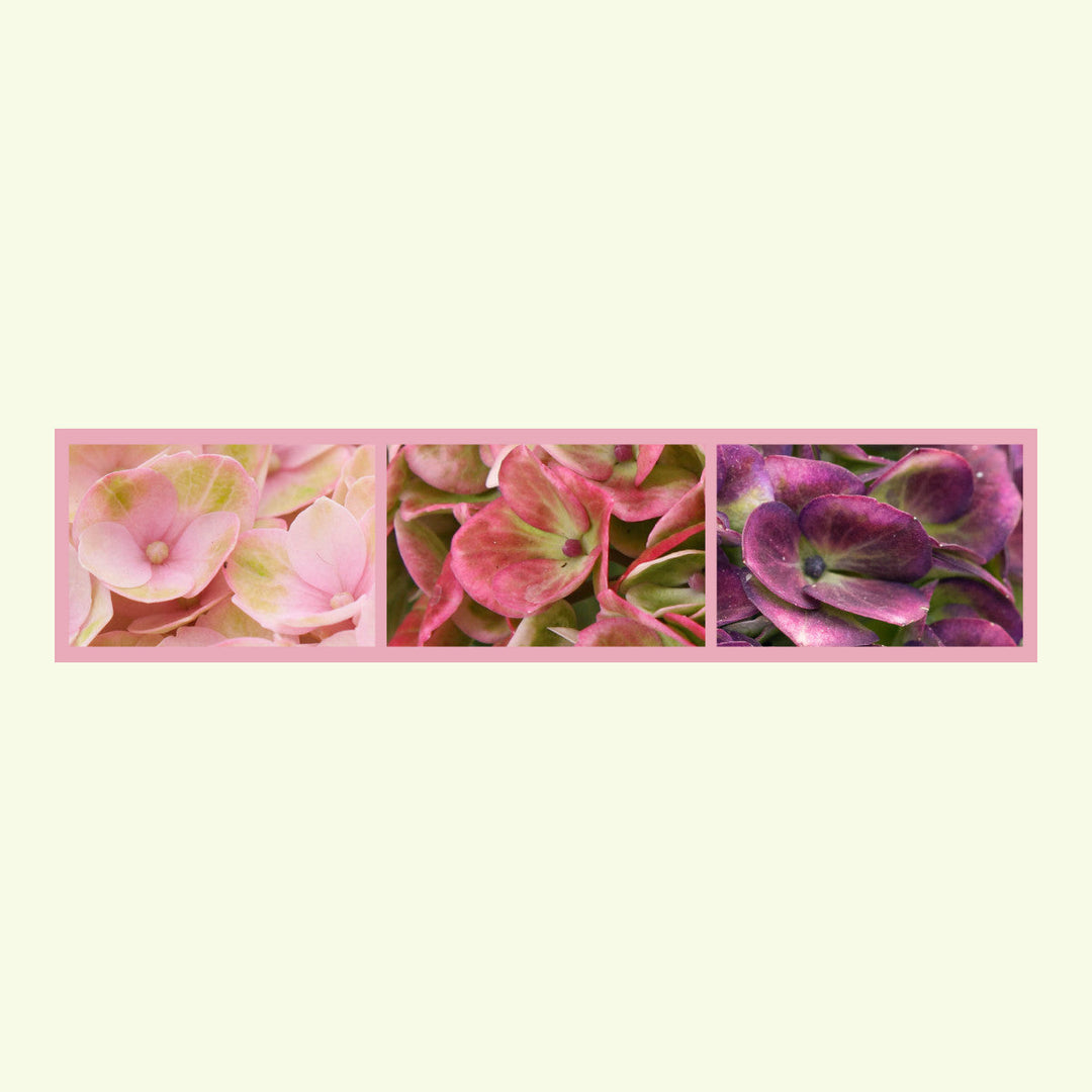 Hydrangea macrophylla Revolution® Pink Foliage Dreams