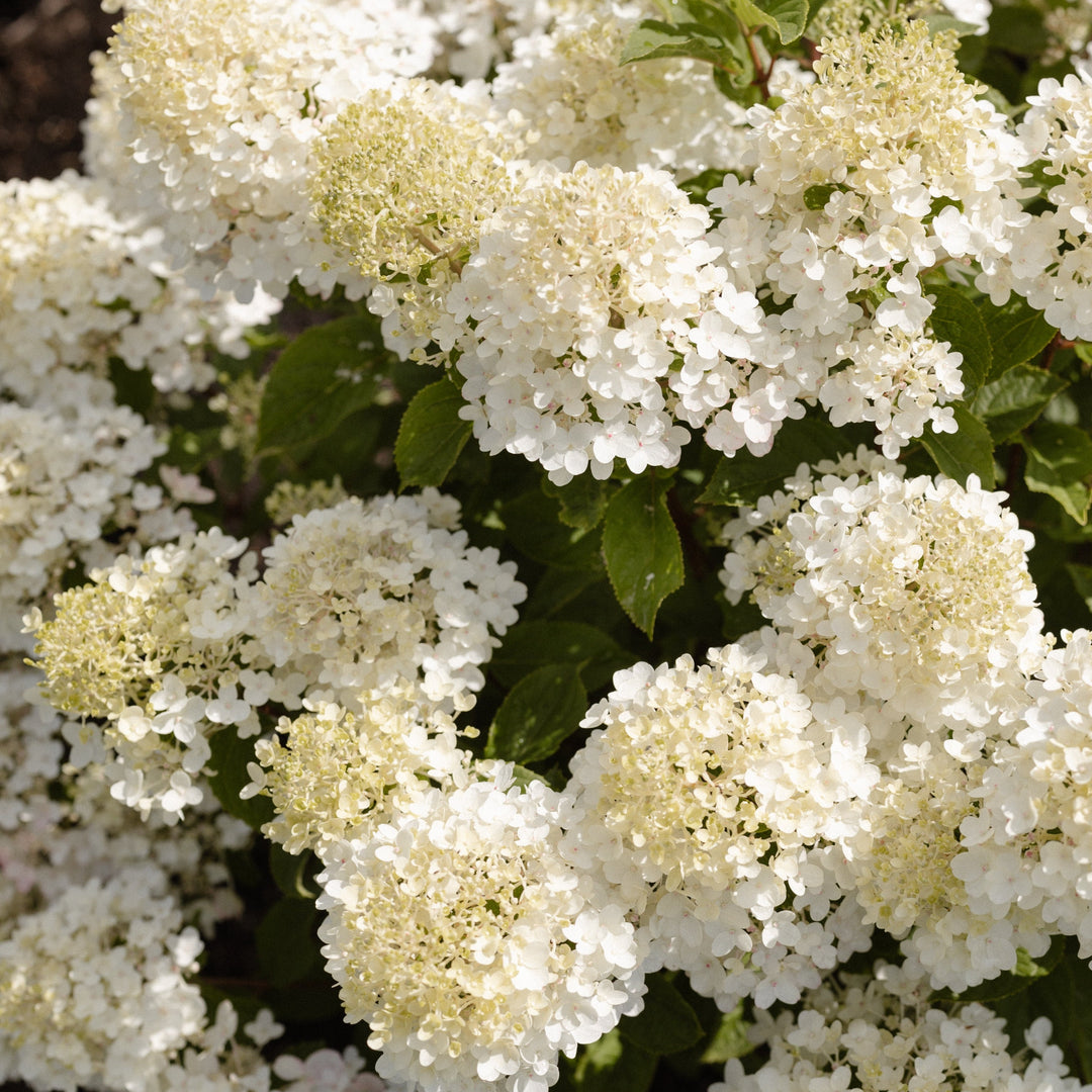 Hydrangea pan. Living Little Rosy® Foliage Dreams