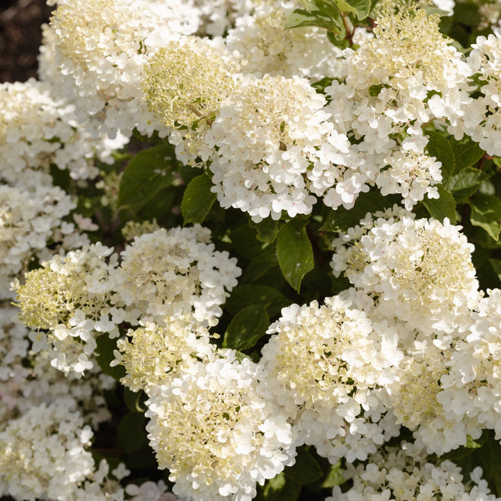 Hydrangea pan. Living Little Rosy® Foliage Dreams