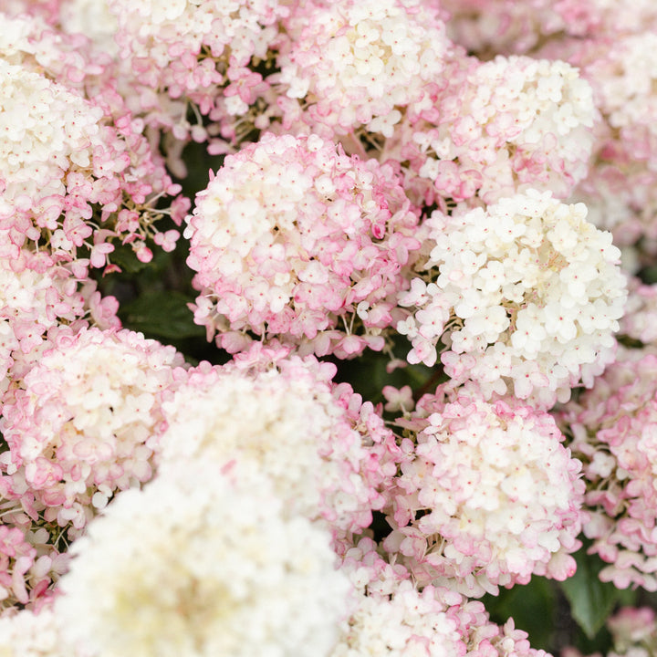 Hydrangea pan. Living Little Rosy® Foliage Dreams