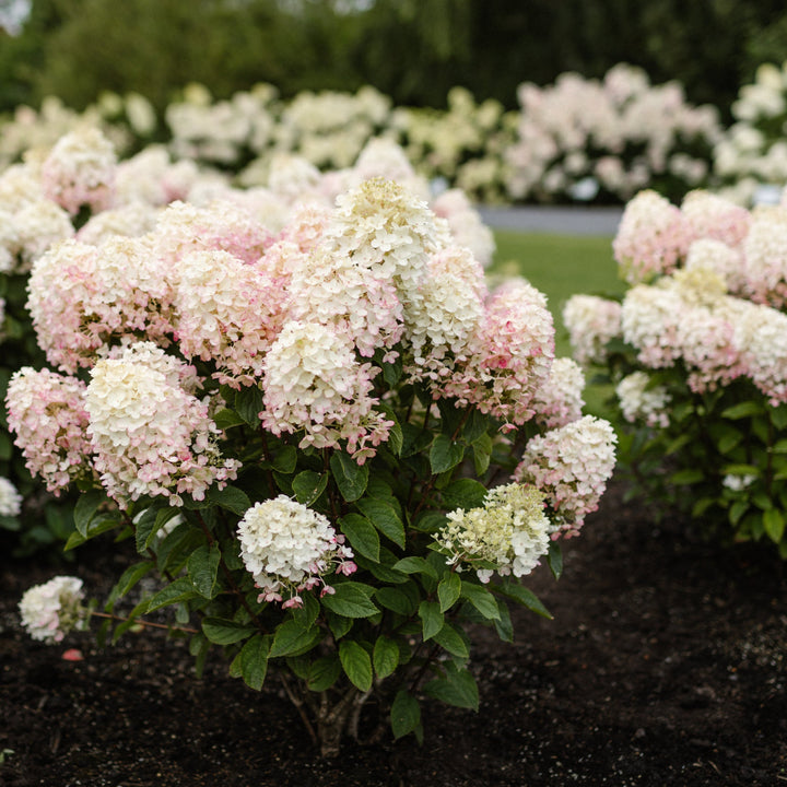 Hydrangea pan. Living Little Rosy® Foliage Dreams