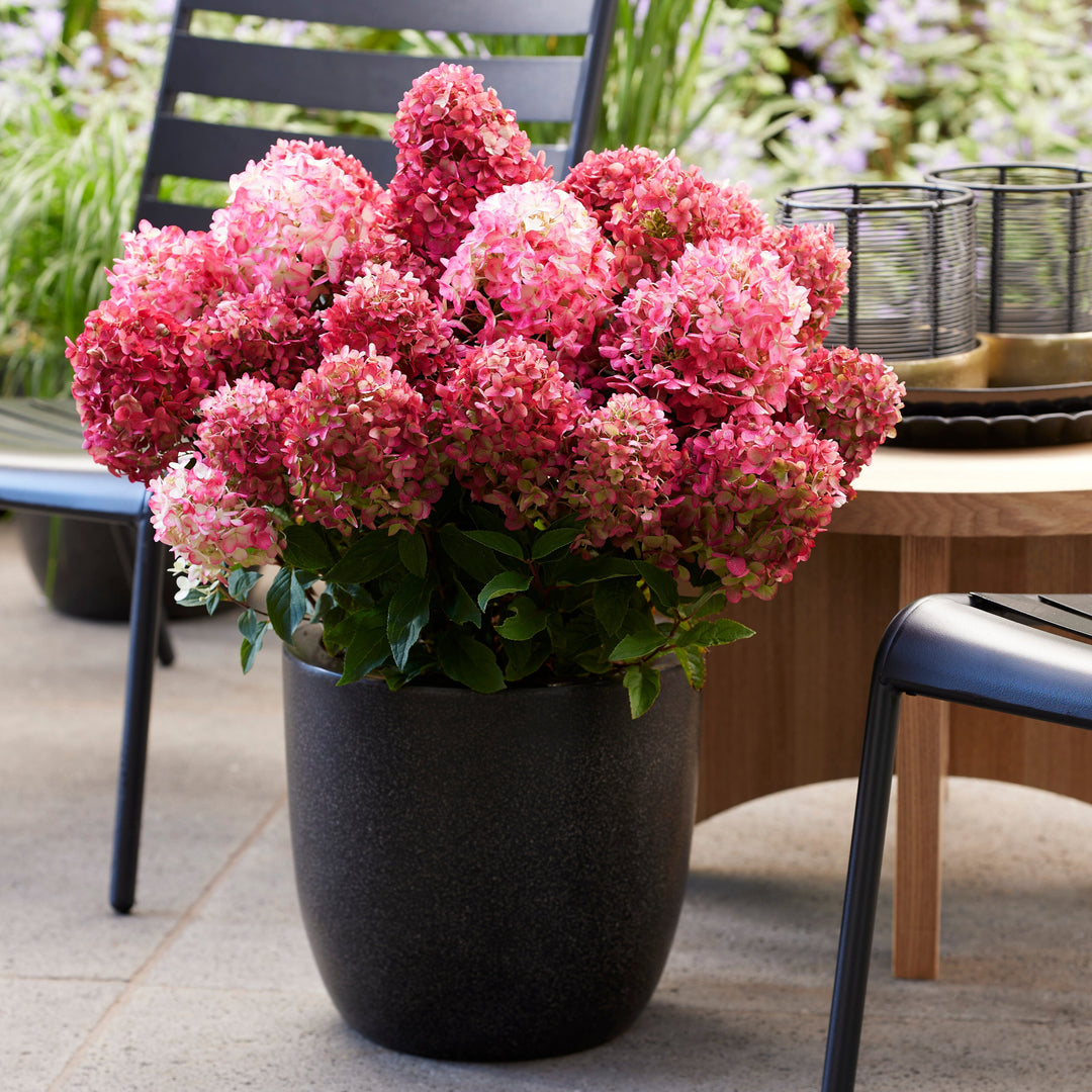 Hydrangea pan. Living Little Rosy® Foliage Dreams