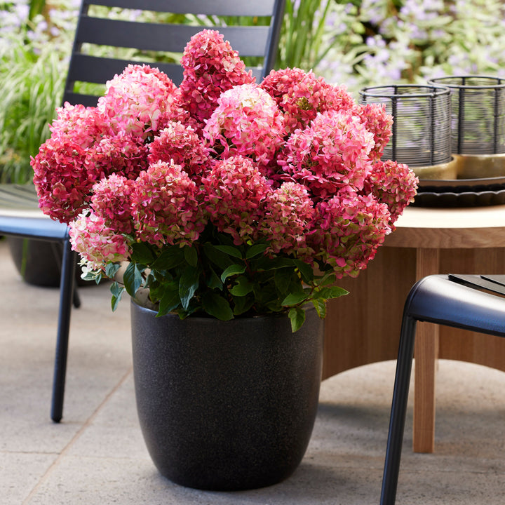 Hydrangea pan. Living Little Rosy® Foliage Dreams