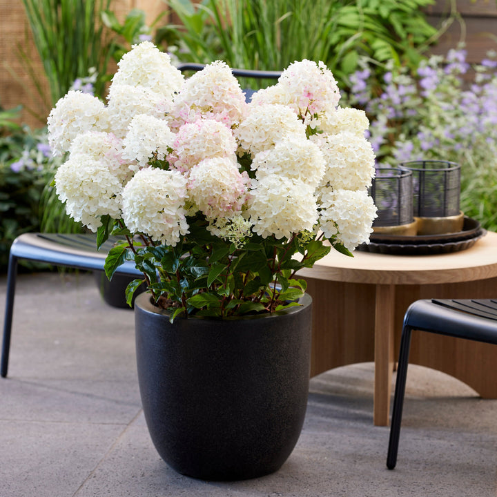 Hydrangea pan. Living Little Rosy® Foliage Dreams