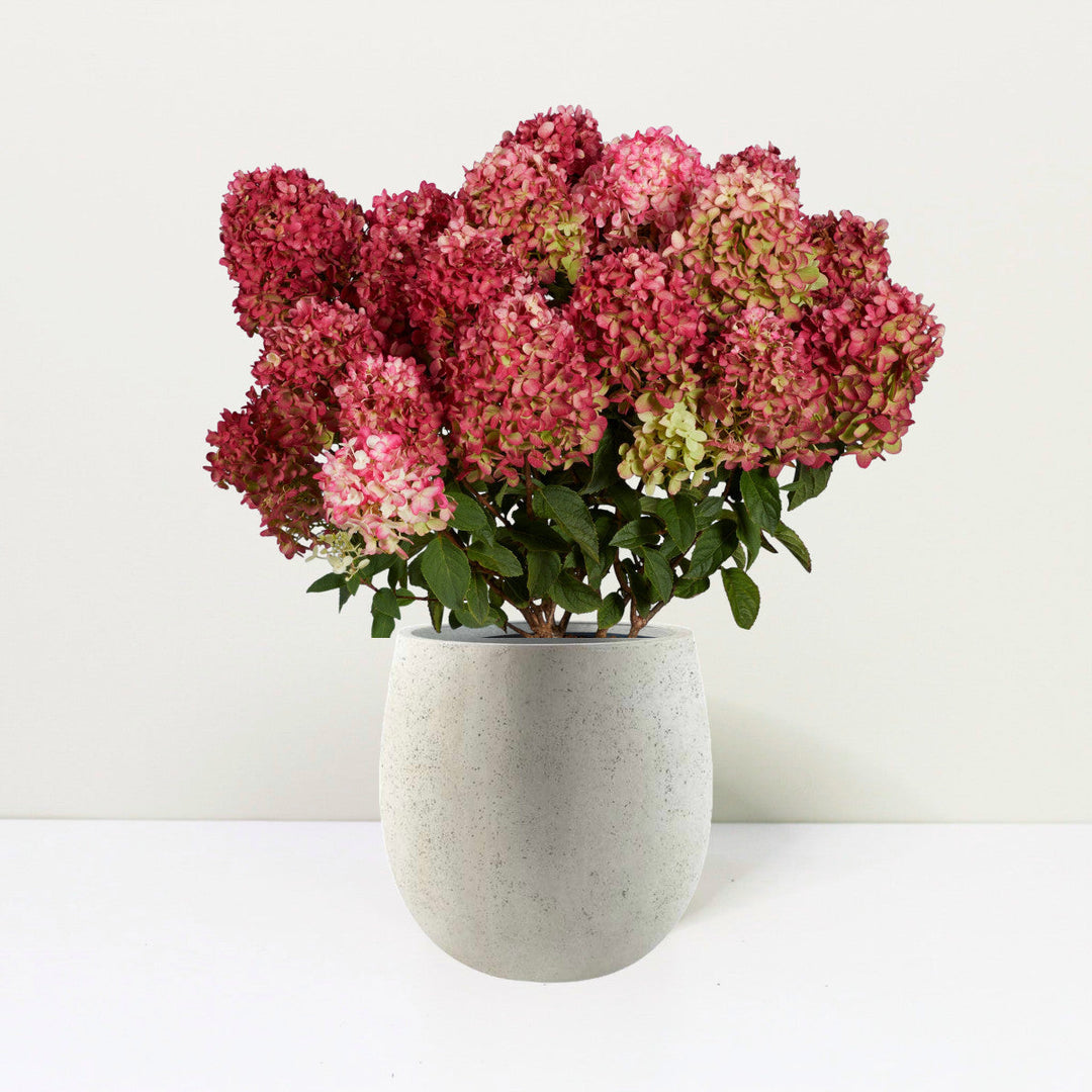 Hydrangea pan. Living Little Rosy® Foliage Dreams