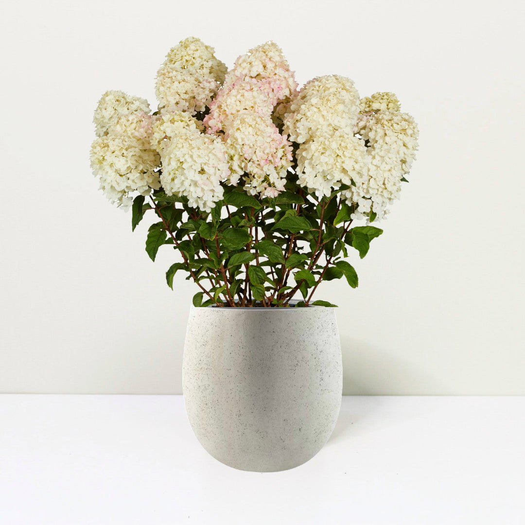 Hydrangea pan. Living Little Rosy® Foliage Dreams