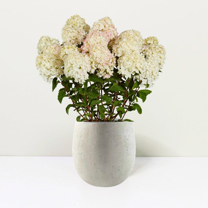 Hydrangea pan. Living Little Rosy® Foliage Dreams