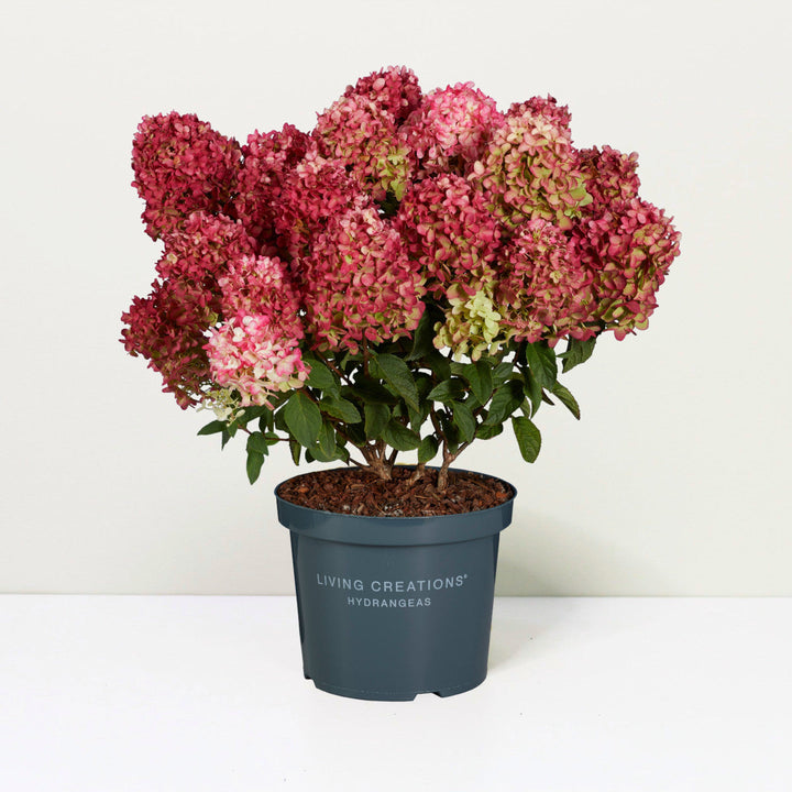 Hydrangea pan. Living Little Rosy® Foliage Dreams