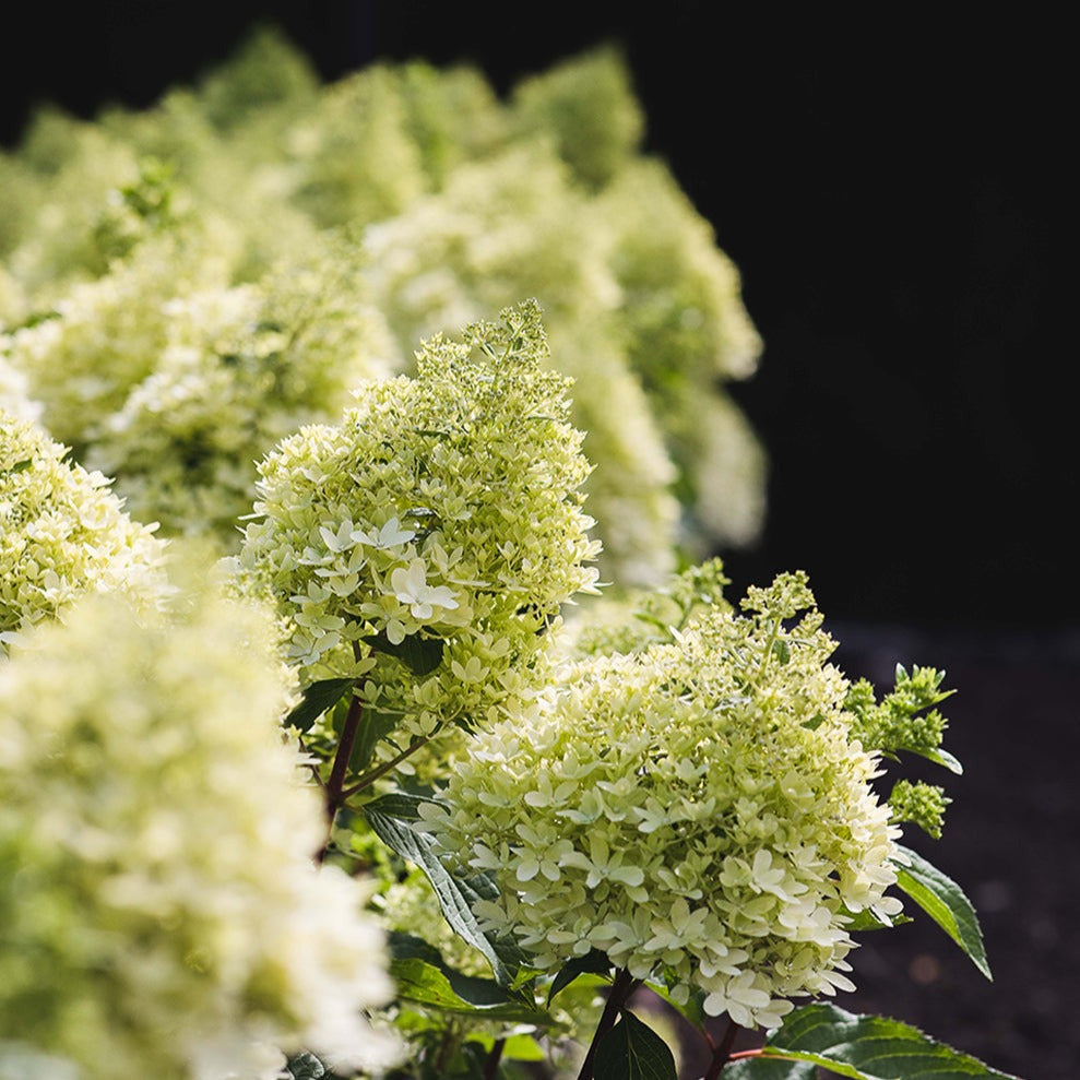 Hydrangea pan. Living Royal Flower Foliage Dreams