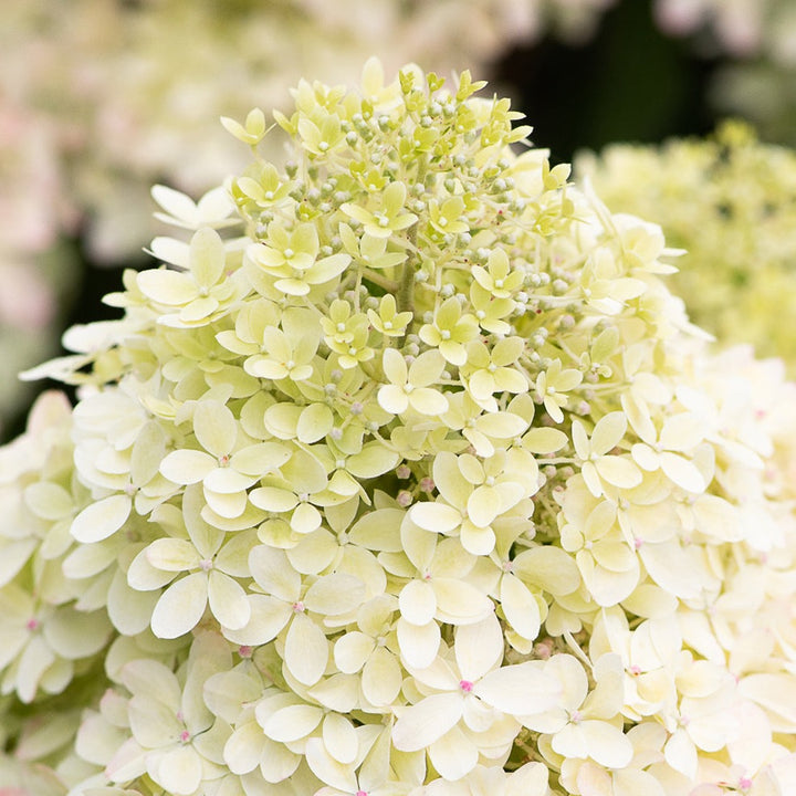 Hydrangea pan. Living Royal Flower Foliage Dreams