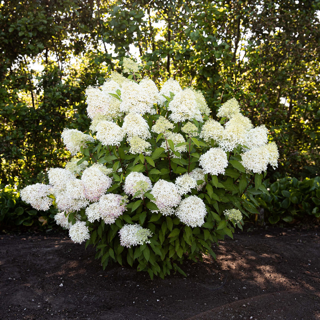 Hydrangea pan. Living Royal Flower Foliage Dreams