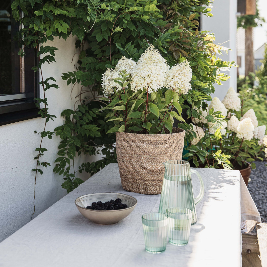 Hydrangea pan. Living Royal Flower Foliage Dreams
