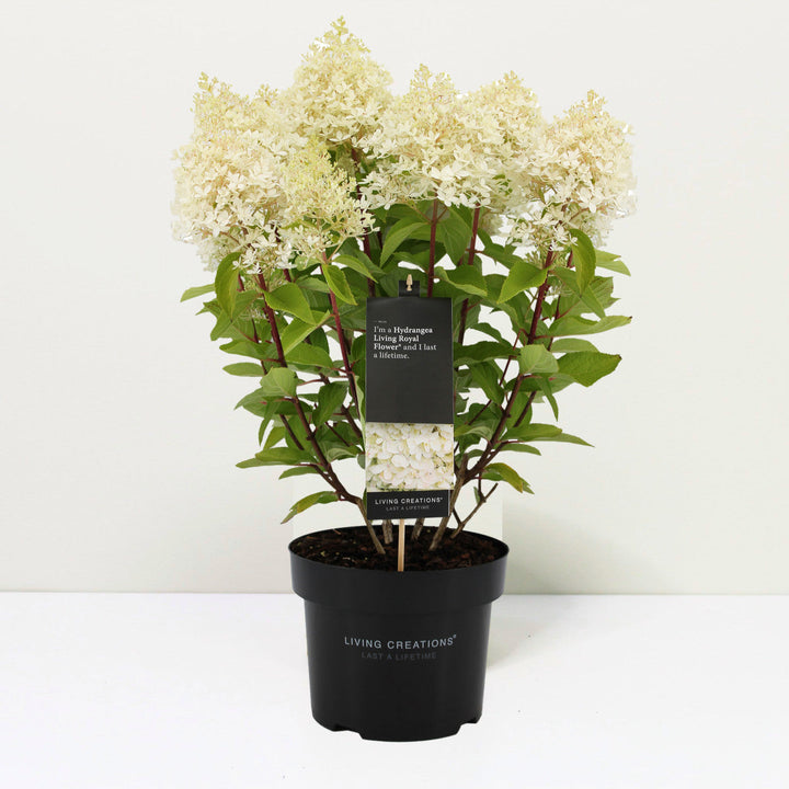 Hydrangea pan. Living Royal Flower Foliage Dreams