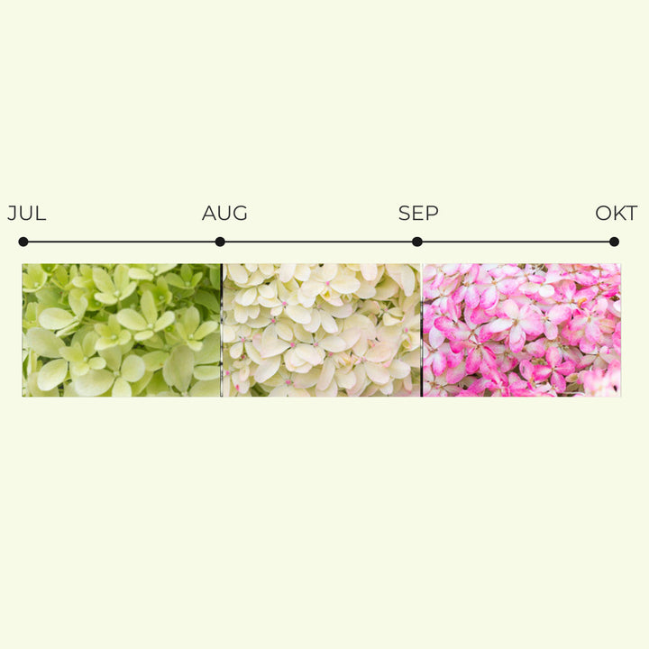Hydrangea pan. 'Living Royal Flower'® Foliage Dreams