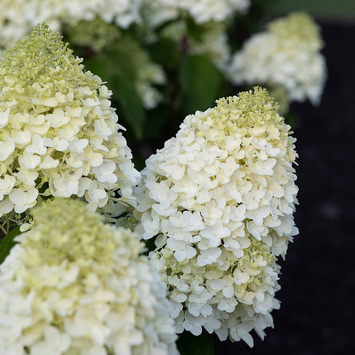 Hydrangea pan. 'Living Sugar Rush' Foliage Dreams