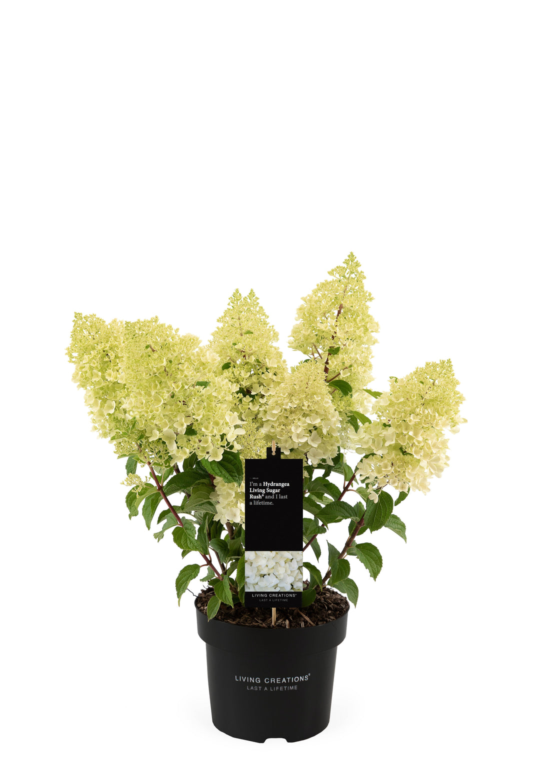 Hydrangea pan. 'Living Sugar Rush' Foliage Dreams