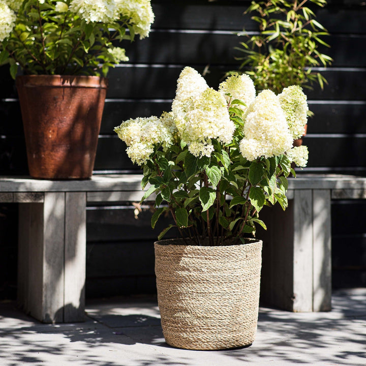 Hydrangea pan. 'Living Sugar Rush' Foliage Dreams