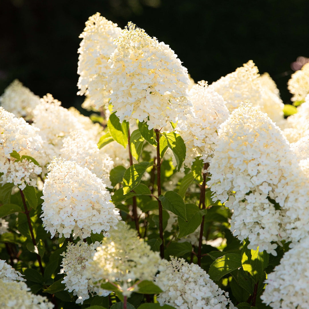 Hydrangea pan. 'Living Sugar Rush' Foliage Dreams
