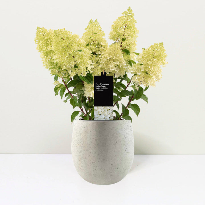 Hydrangea pan. 'Living Sugar Rush' Foliage Dreams